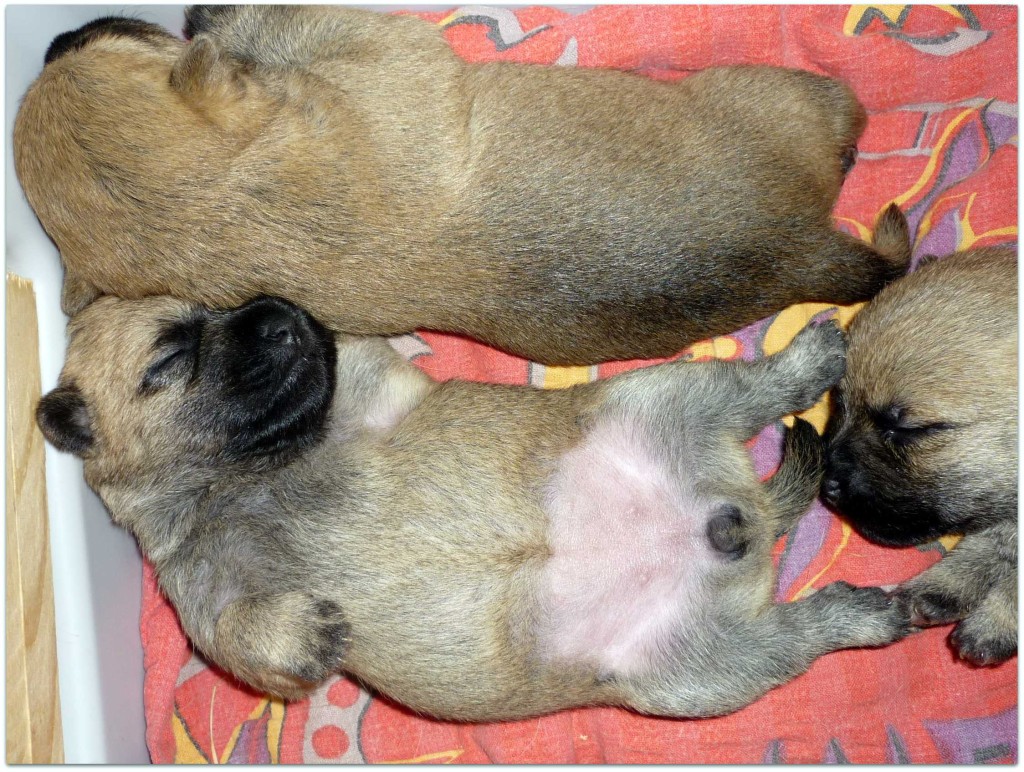 baby1a
