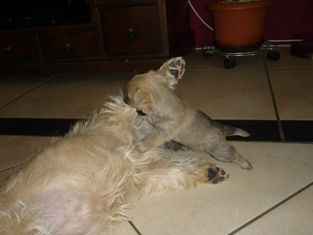 sancho102