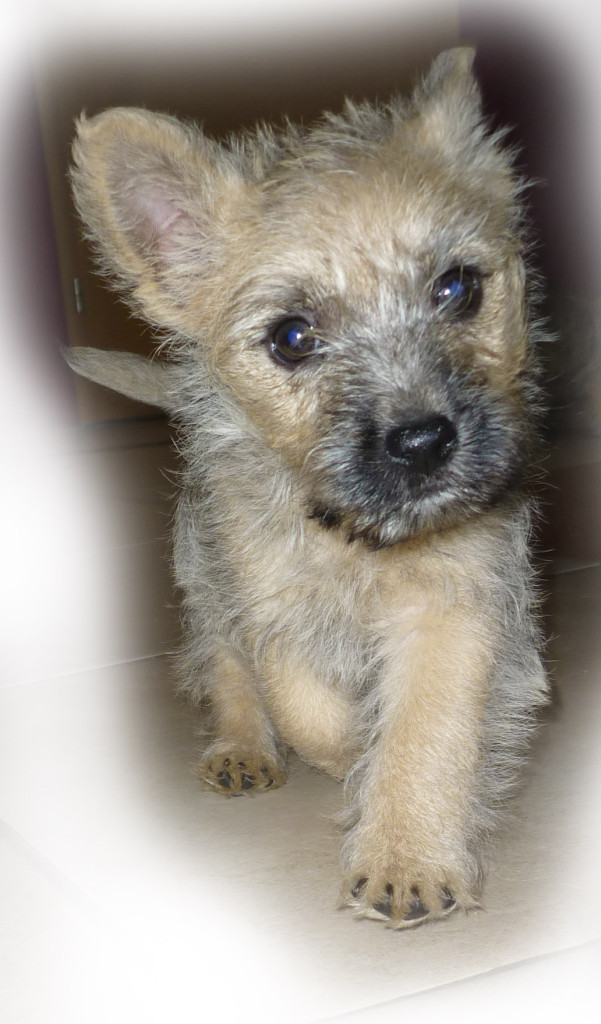 sancho
