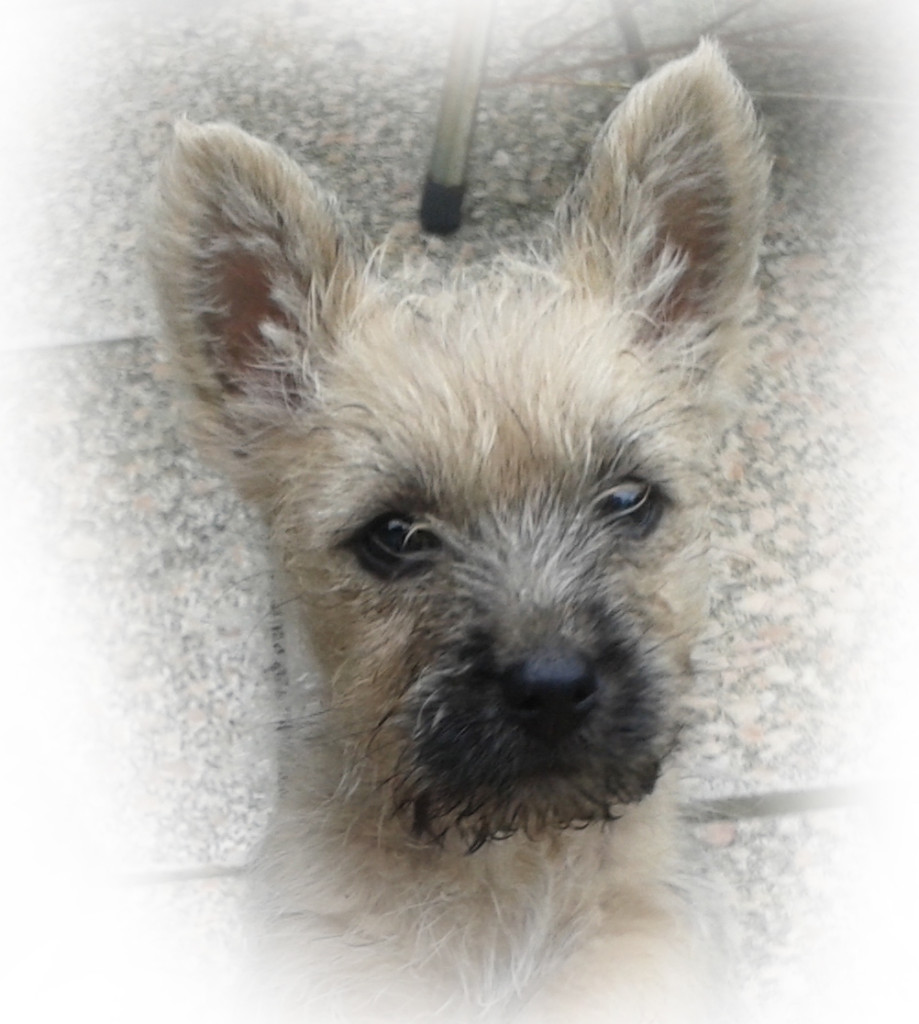 sancho5